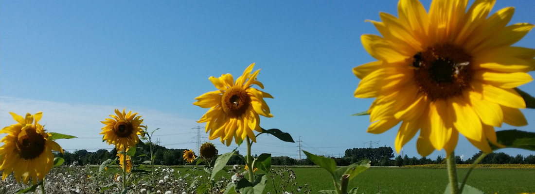 Voor en door biodiversiteit....